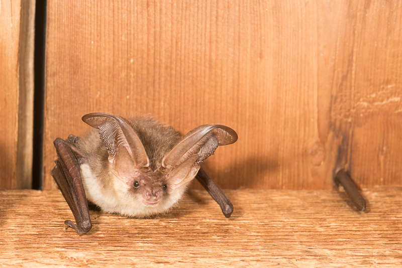Gewone grootoorvleermuis. Paul van Hoof